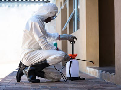 Dedetização de Baratas