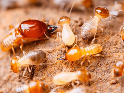 Dedetização de Cupim