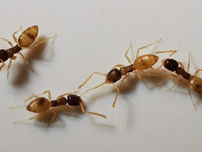 Dedetização de Formigas