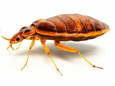 Dedetização de Percevejo