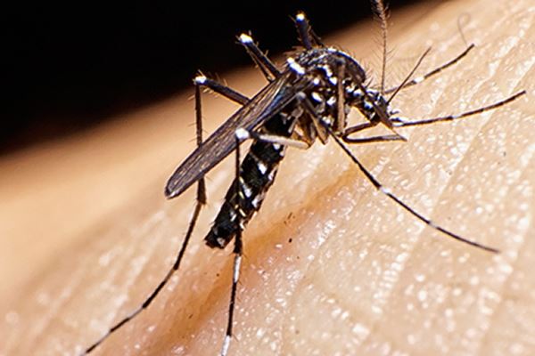 Combate ao Mosquito da Dengue