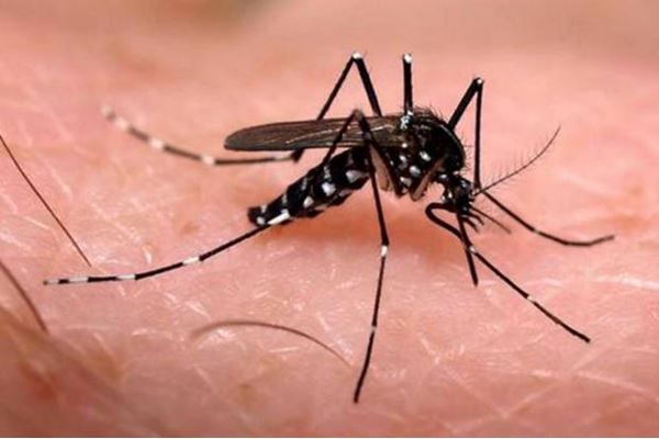 Como evitar a Dengue?