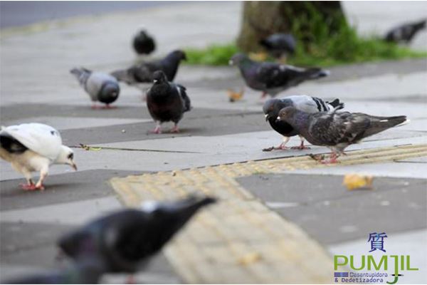 Doenças Transmitidas pelos Pombos Urbanos