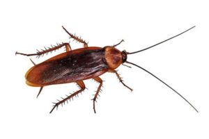 ormas naturais para se livrar das baratas