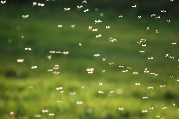 Como acabar com os insetos voadores?