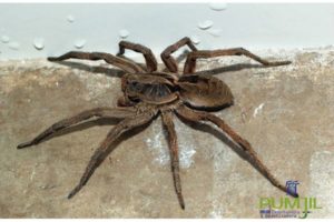 Livre-se de aranhas em sua casa