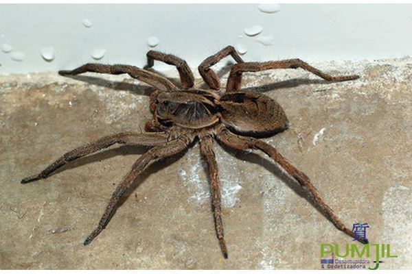Livre-se de aranhas em sua casa