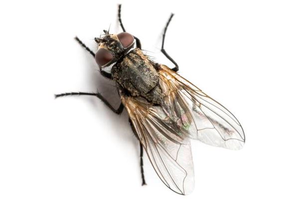 Afaste os mosquitinhos de sua cozinha