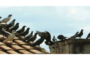 CONTROLE DE POMBOS