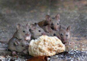 Dedetização de ratos em São Paulo