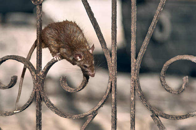 Dedetização de ratos em São Paulo