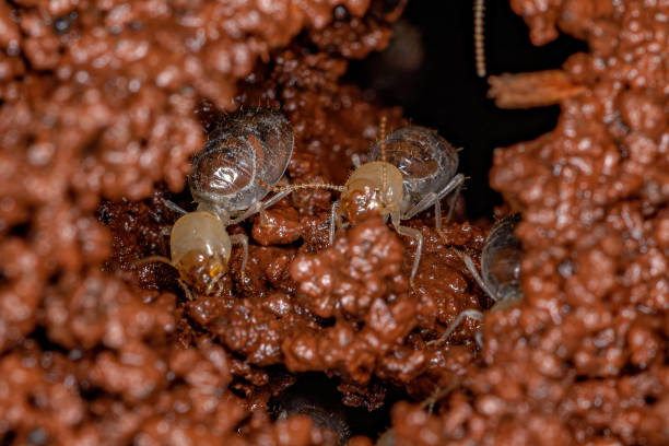 descupinização em São Caetano